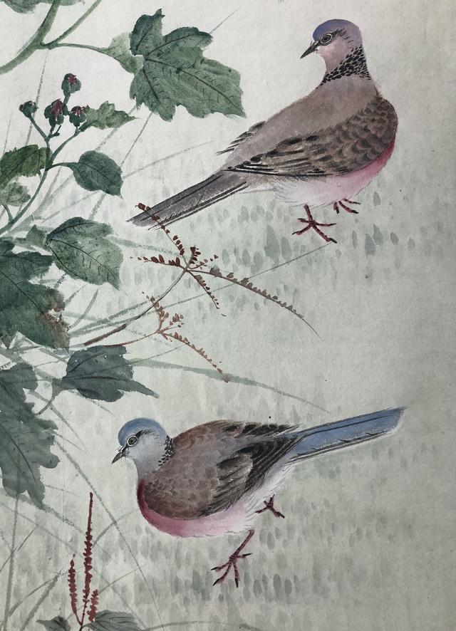 钟情之鸟——斑鸠