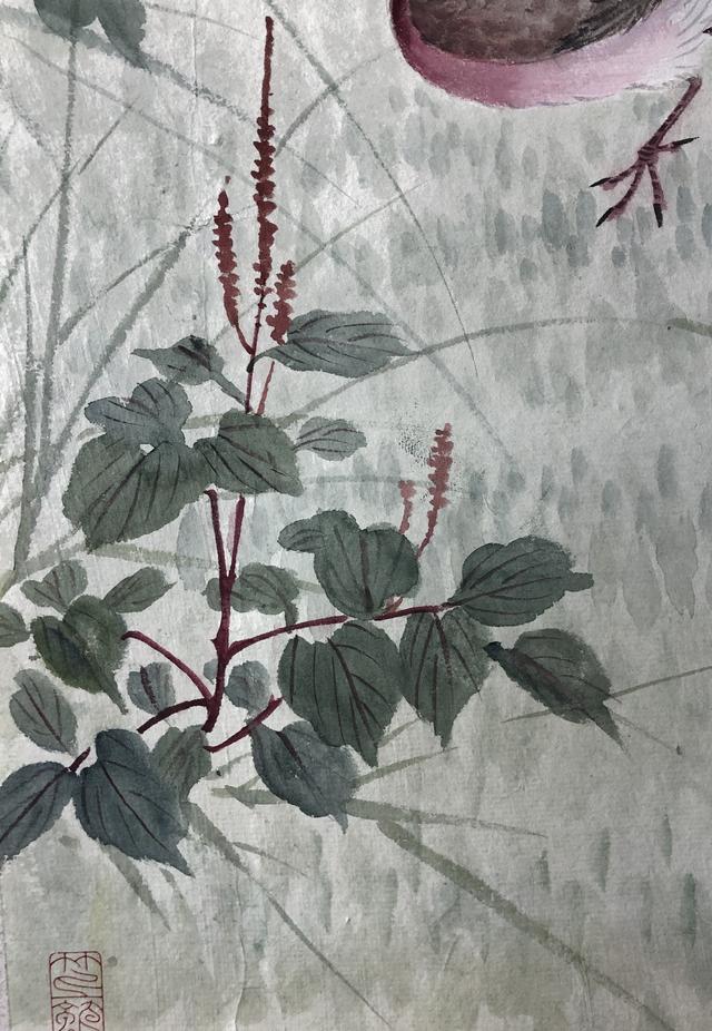 钟情之鸟——斑鸠